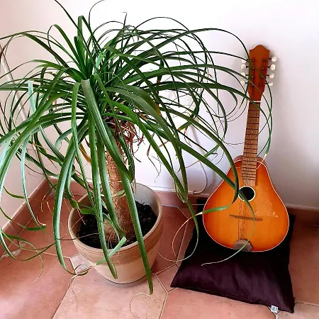 Lucija 2 * Ρόβινι