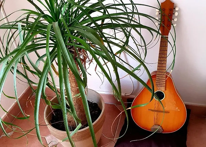 Lucija 2 * Ρόβινι